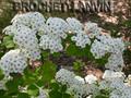 scalloped spirea